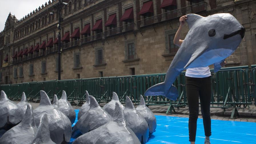 México: Exigen pagar a pescadores para salvar vaquita marina