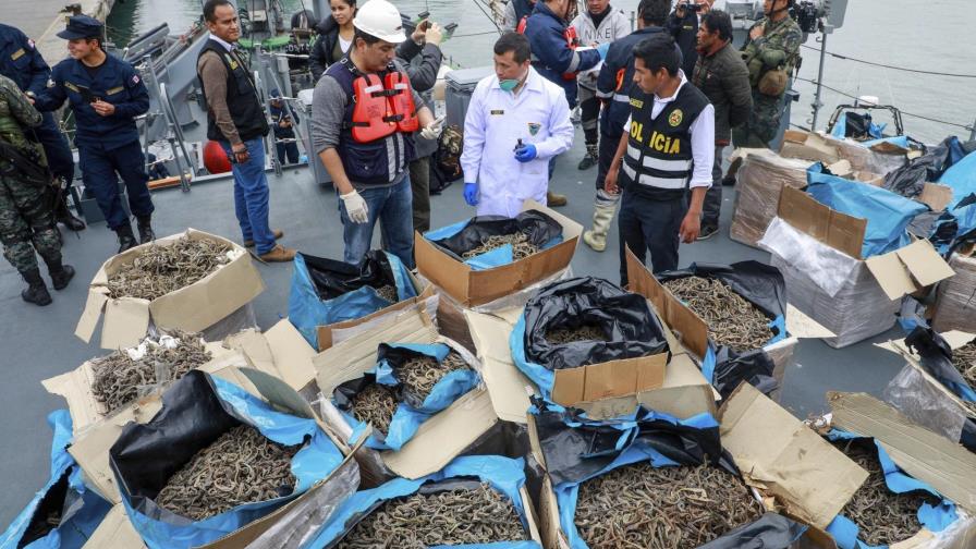 Perú: Incautan 12,3 millones de caballitos de mar secos