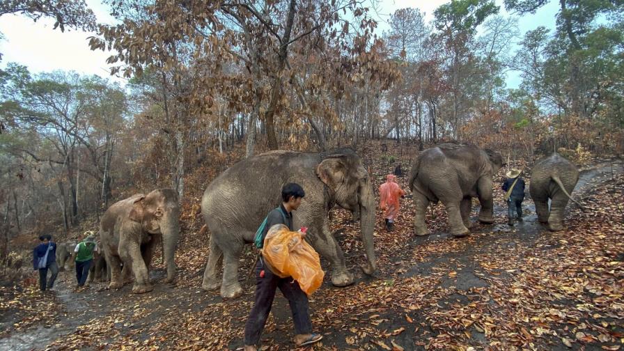 Tailandia: elefantes sin trabajo regresan a su hábitat