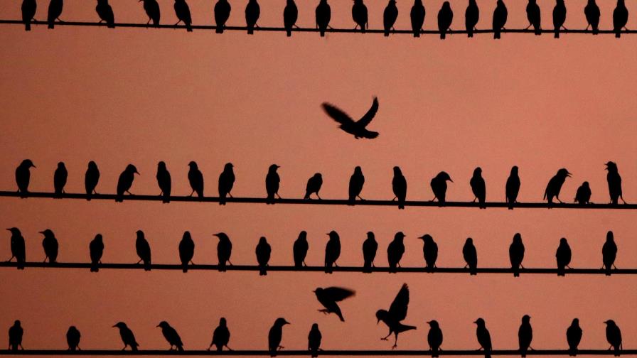Biden aplaza norma de Trump que hubiera amenazado a aves