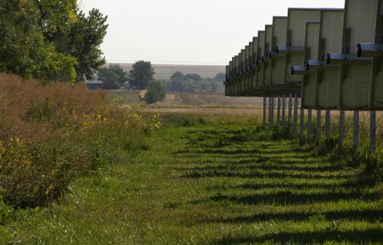 Abejas, cultivos y ovejas: otros beneficios de energía solar Abejas, cultivos y ovejas: otros beneficios de energía solar