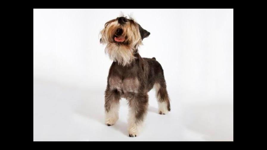 Testículos en los perros