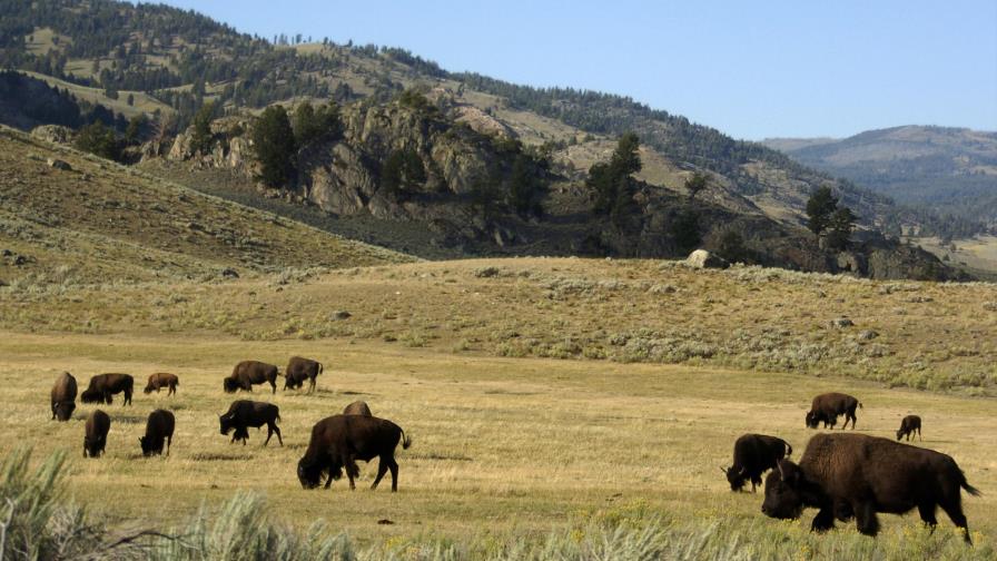 Bisontes en Yellowstone mantienen y fertilizan su comida