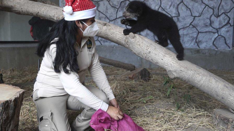 Animales de zoológico en Perú destrozan “juguetes” navideños Animales de zoológico en Perú destrozan “juguetes” navideños