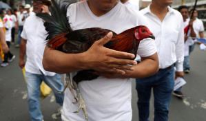 Perú: miles defienden corridas de toros y peleas de gallos