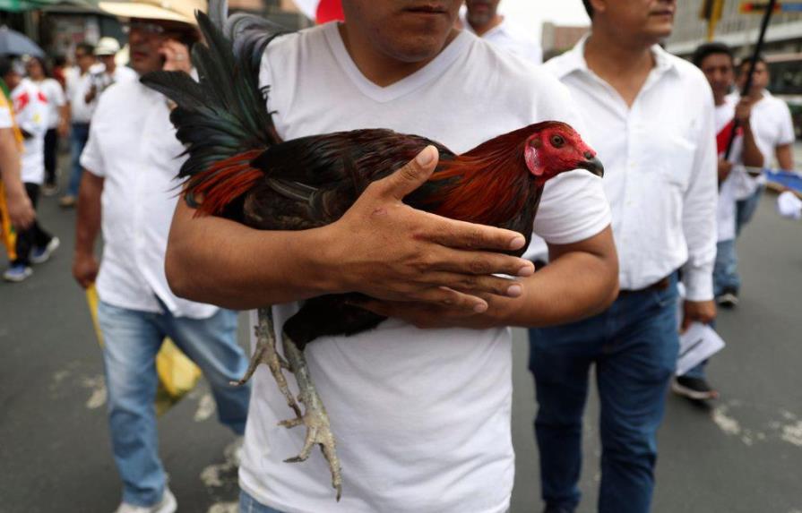 Perú: miles defienden corridas de toros y peleas de gallos