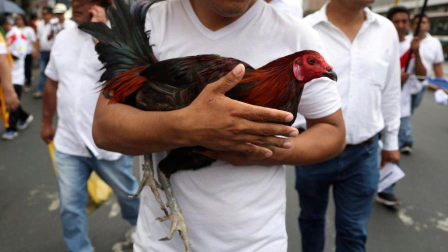 Perú: miles defienden corridas de toros y peleas de gallos Perú: miles defienden corridas de toros y peleas de gallos