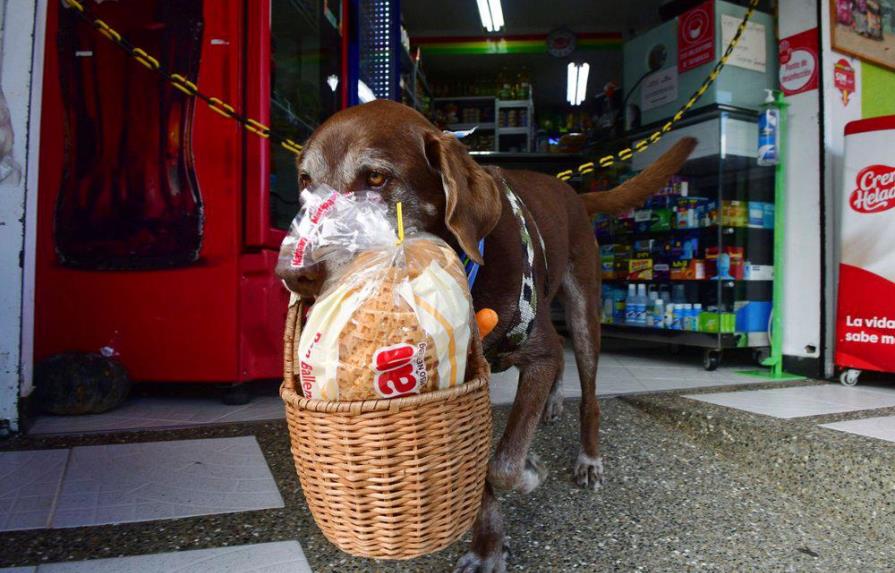 Perro ayuda a tienda en Colombia a mantener distancia social