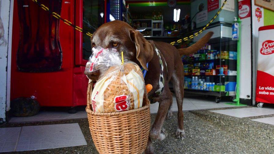 Perro ayuda a tienda en Colombia a mantener distancia social Perro ayuda a tienda en Colombia a mantener distancia social