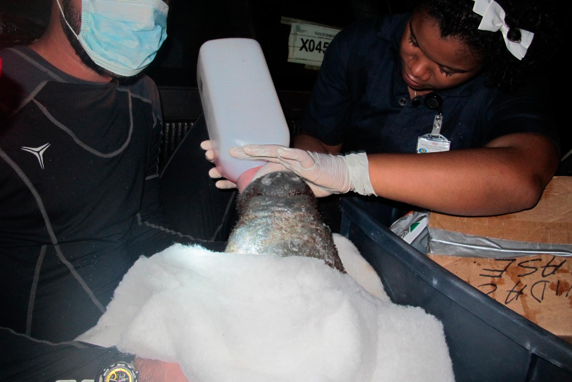 Veterinarios del Acuario Nacional alimentan a Juana luego de ser rescatada en 2012.