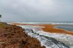 República Dominicana podría ser el primer país del Caribe en mitigar impacto del sargazo