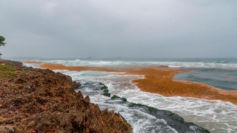 República Dominicana podría ser el primer país del Caribe en mitigar impacto del sargazo