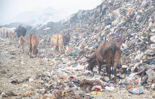 Las vacas desafían la humareda en Duquesa y revuelven la basura en busca de alimentos