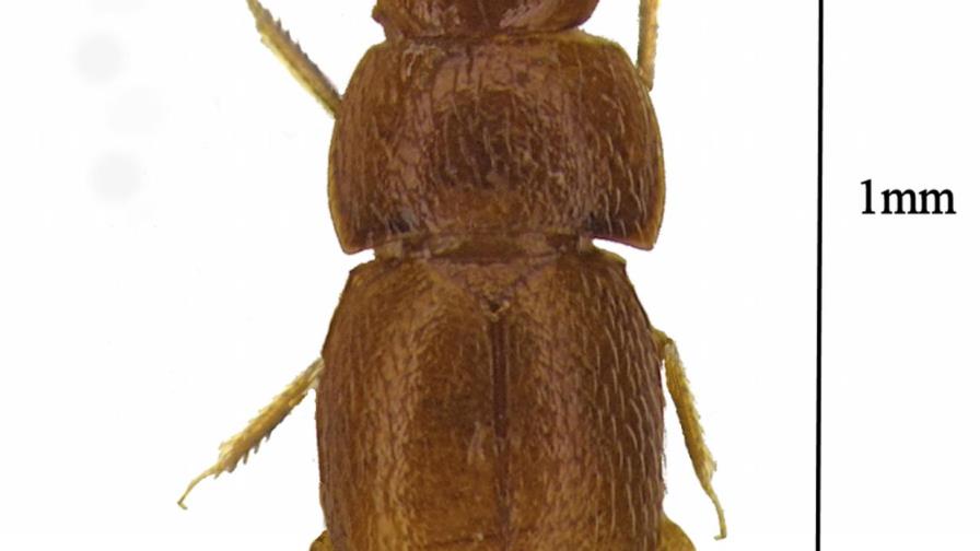 Escarabajo recibe nombre de activista sueca Greta Thunberg