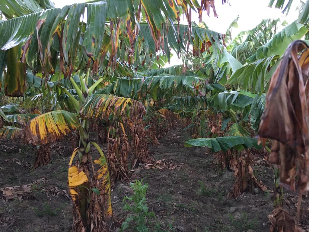 Imagen tomada por un productor en Barahona, el 12 de enero de 2019, que muestra su plantación de plátanos que, asegura, fue afectada por el herbicida aplicado por el Consorcio.