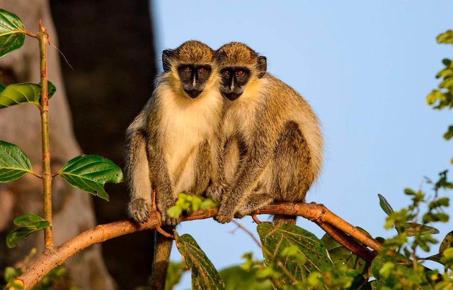 Resuelven misterio de monos africanos viviendo cerca de aeropuerto de Florida