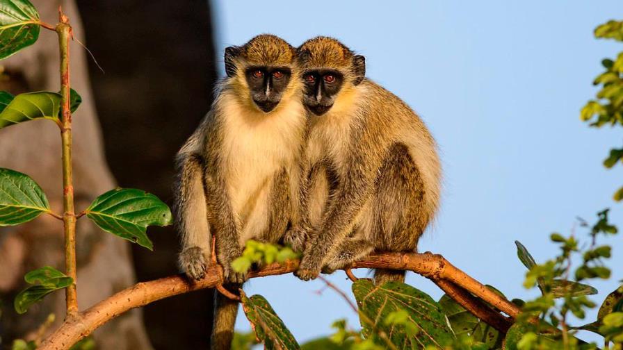 Resuelven misterio de monos africanos viviendo cerca de aeropuerto de Florida