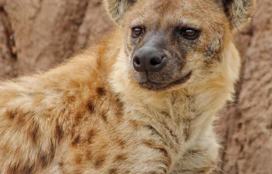 Zoo de Denver reporta primer caso de coronavirus en hienas