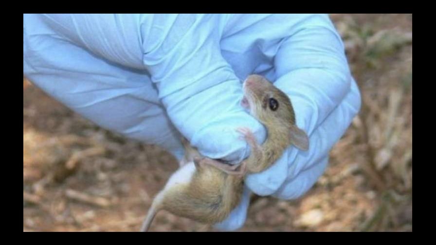 Hantavirus