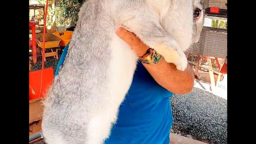 Crían conejos gigantes en Puerto Rico Crían conejos gigantes en Puerto Rico