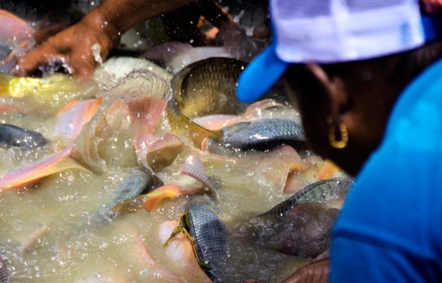 Más de 14,900 personas se dedican a la pesca marina en República Dominicana