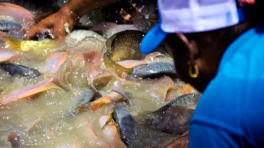 Más de 14,900 personas se dedican a la pesca marina en República Dominicana