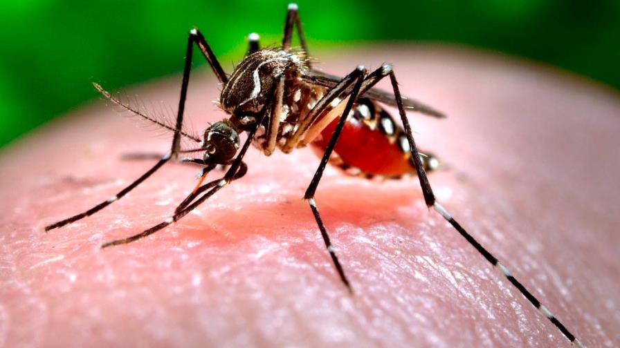 El dengue retrocede en Latinoamérica tras las cifras récord de 2019
