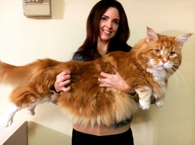 ¿Sabes cuánto mide el gato más grande del mundo?