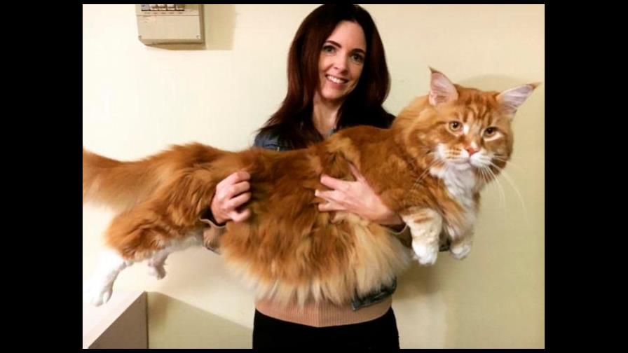 ¿Sabes cuánto mide el gato más grande del mundo?