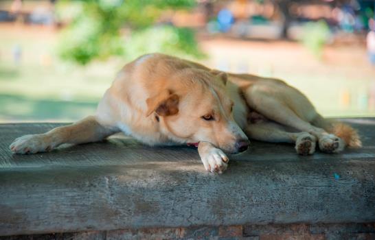 Perros rescatados del maltrato esperan ser adoptados, te contamos cómo