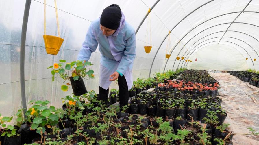 Las flores comestibles se hacen un lugar en la gastronomía tunecina