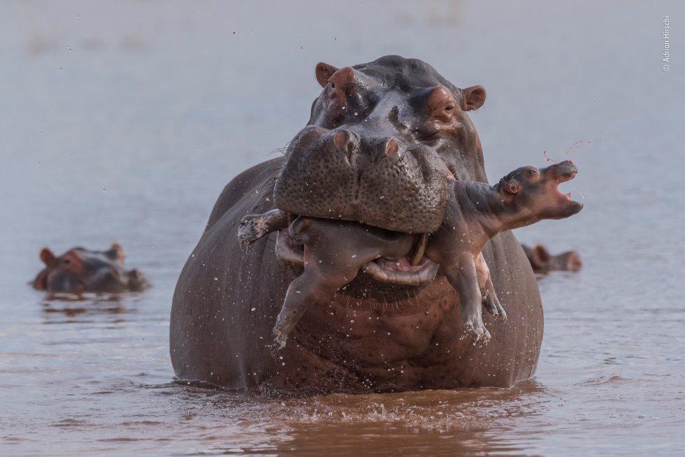 Categoría Mamíferos. Un madre hipopótamo lleva en su boca a un bebé en el lago Kariba (Zimbabue). El infanticidio entre los hipopótamos es raro, pero puede ser el resultado del estrés causado por el hacinamiento cuando se secan las piscinas en las que descansan durante el día.