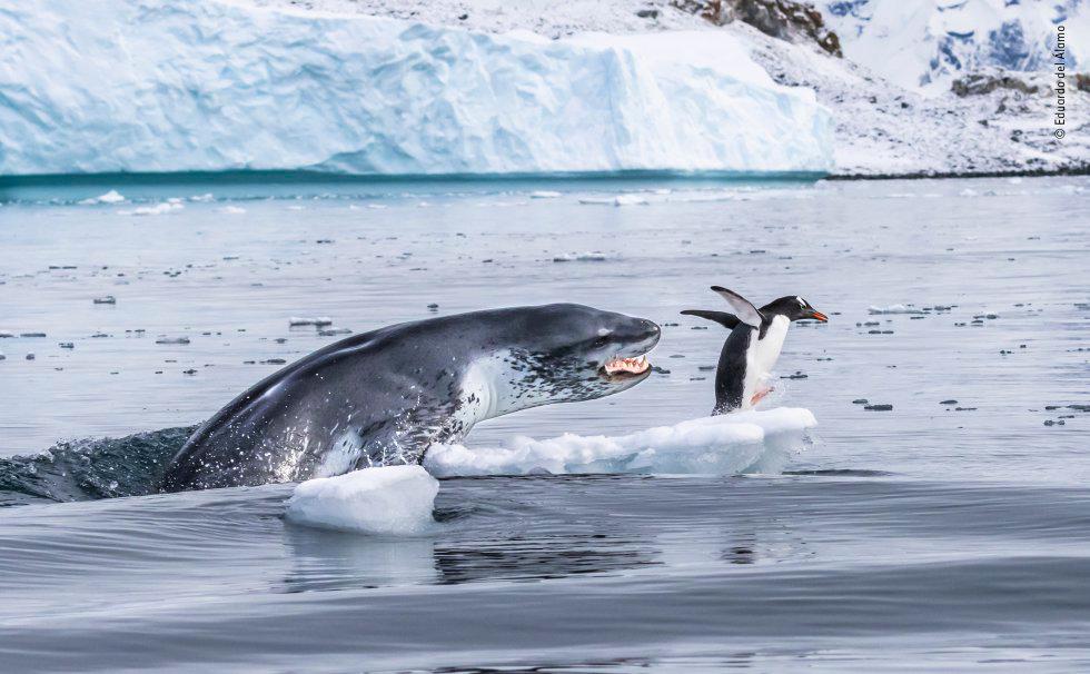 Categoría Comportamiento Animal. Un pingüino ‘gentoo’, el nadador subacuático más rápido de todos los pingüinos, huye para salvar su vida cuando una foca leopardo sale del agua. Las focas leopardo son depredadores formidables. Las hembras pueden medir 3,5 metros de largo y pesar más de 500 kilos. Sus cuerpos delgados están diseñados para la velocidad, con mandíbulas anchas con largos caninos y molares puntiagudos.