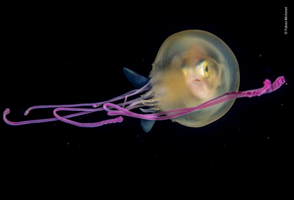 Categoría Submarina. Un jurel joven se asoma desde el interior de una pequeña medusa que ha adoptado como refugio nocturno, frente a Tahití, en la Polinesia Francesa.