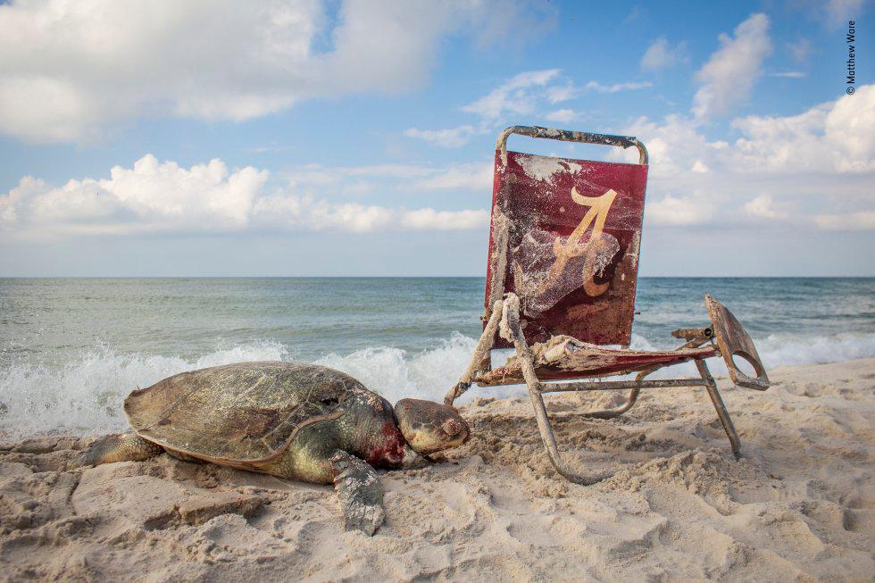 Categoría Fotoperiodismo Wildlife. Una tortuga yace muerta en el Refugio Nacional de Vida Silvestre Bon Secour de Alabama (Estados Unidos) después de ser atada a una silla de playa con una cuerda. La tortuga lora (’Lepidochelys kempii’) es una de las tortugas marinas más pequeñas con solo 65 centímetros de largo y se encuentra en peligro crítico de extinción.