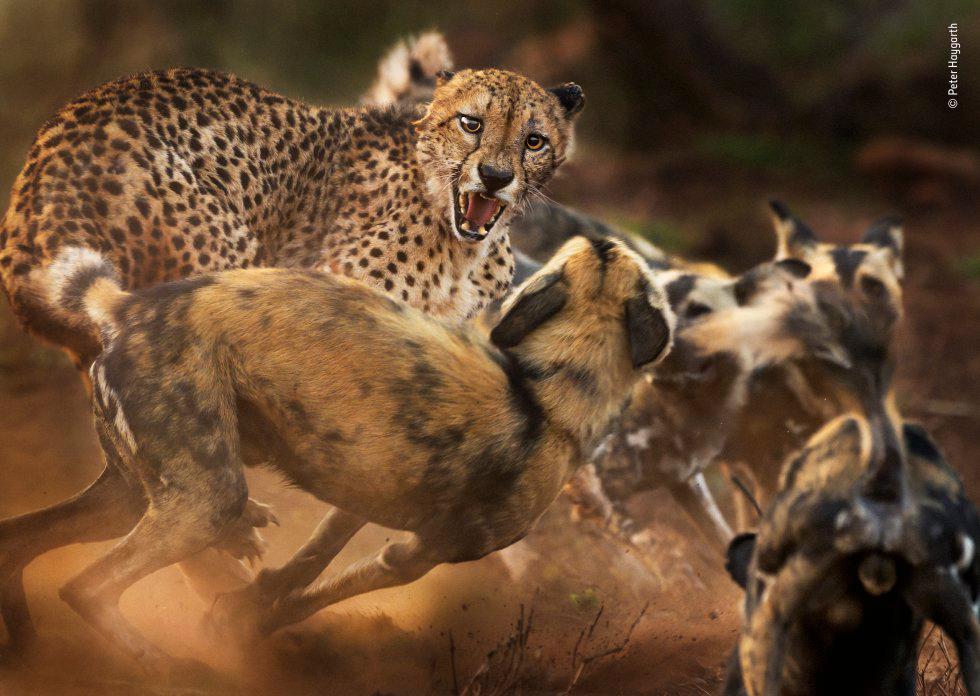 Categoría Mamíferos. Un grupo de perros salvajes africanos ataca a un guepardo macho solitario. El autor, Peter Haygarth, había estado siguiendo a los perros mientras cazaban en la reserva de caza privada de Zimanga en KwaZulu-Natal (Sudáfrica). Al encontrarse por primera vez con el guepardo, los perros fueron cautelosos, pero cuando llegó el resto de la manada, su confianza creció y comenzaron a rodear al felino. La disputa terminó cuando el guepardo huyó.