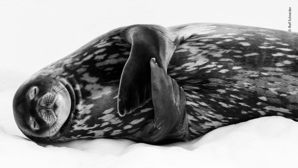 Categoría Blanco y Negro. Una foca marina de Weddell (’Leptonychotes weddellii’) descansa en lo que parece ser un sueño profundo, en el puerto de Larsen, Georgia del Sur (EE UU). Las focas de Weddell alcanzan longitudes de hasta 3,5 metros. Sus cuerpos están cubiertos de una capa de grasa para mantenerlos calientes por encima y por debajo de las aguas heladas del océano Antártico.