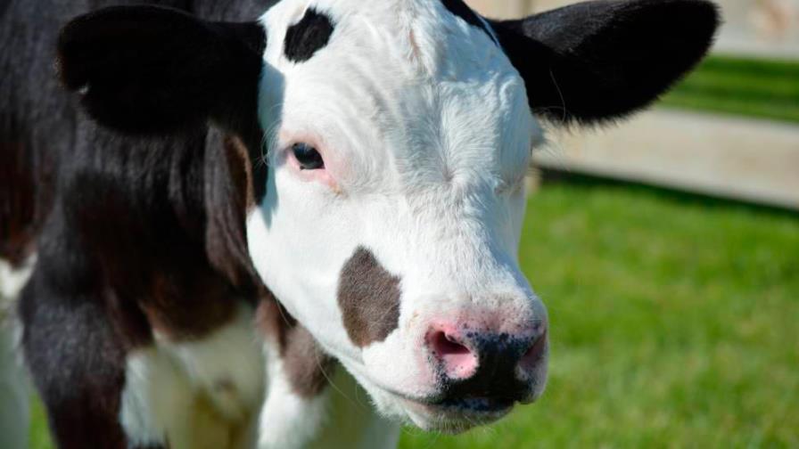 Nacen dos terneros sin cuernos al manipular genes en estudio en California