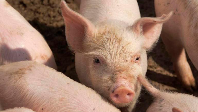 Puerto Rico busca blindarse ante el brote de peste porcina en República Dominicana