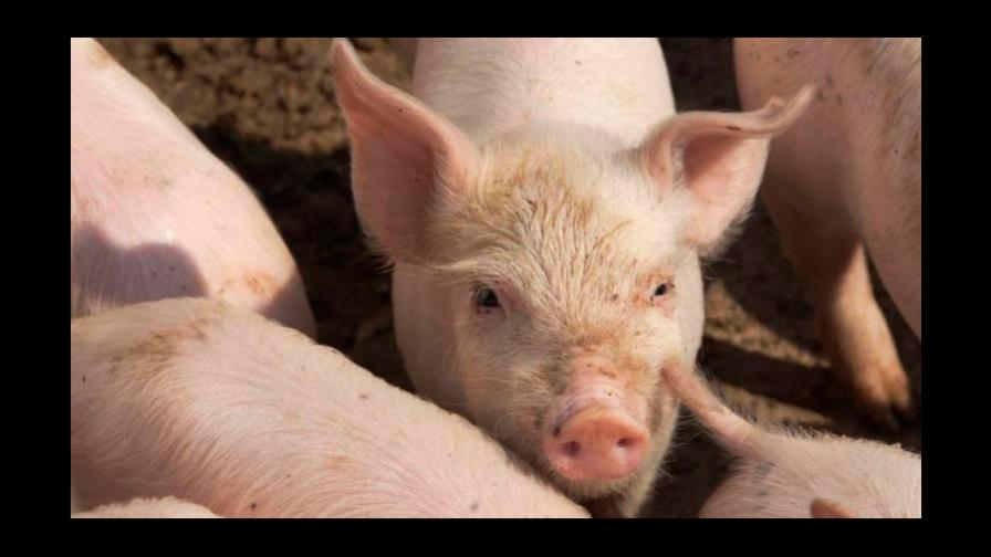 Puerto Rico busca blindarse ante el brote de peste porcina en República Dominicana