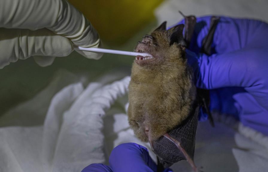 Rastrean origen de coronavirus en murciélagos en Tailandia