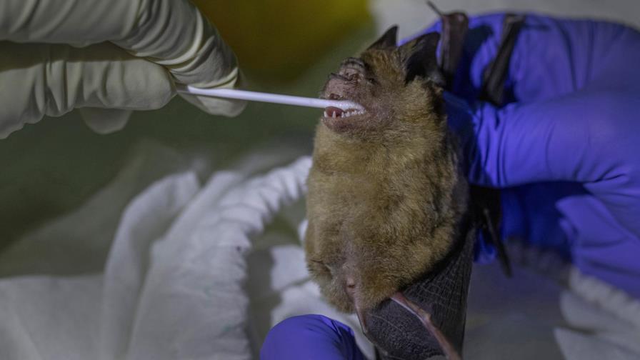 Rastrean origen de coronavirus en murciélagos en Tailandia Rastrean origen de coronavirus en murciélagos en Tailandia