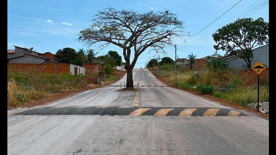 Un árbol sobrevive en medio de una avenida, por petición ciudadana en Brasil