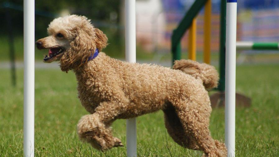 Detectan en España primer caso de la variante británica del COVID-19 en un perro Detectan en España primer caso de la variante británica del COVID-19 en un perro