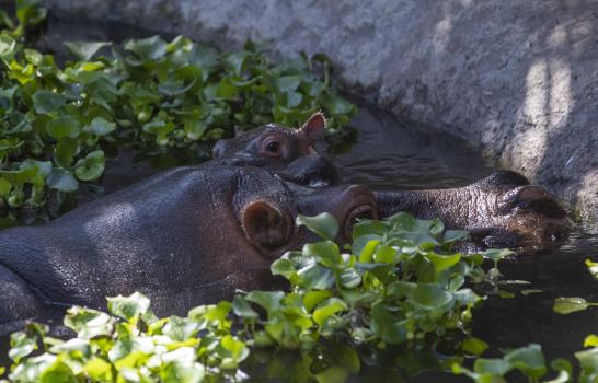 Guatemala reabre zoológico en medio de pandemia de COVID-19