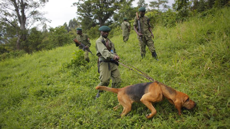 Seis guardabosques asesinados en el Congo