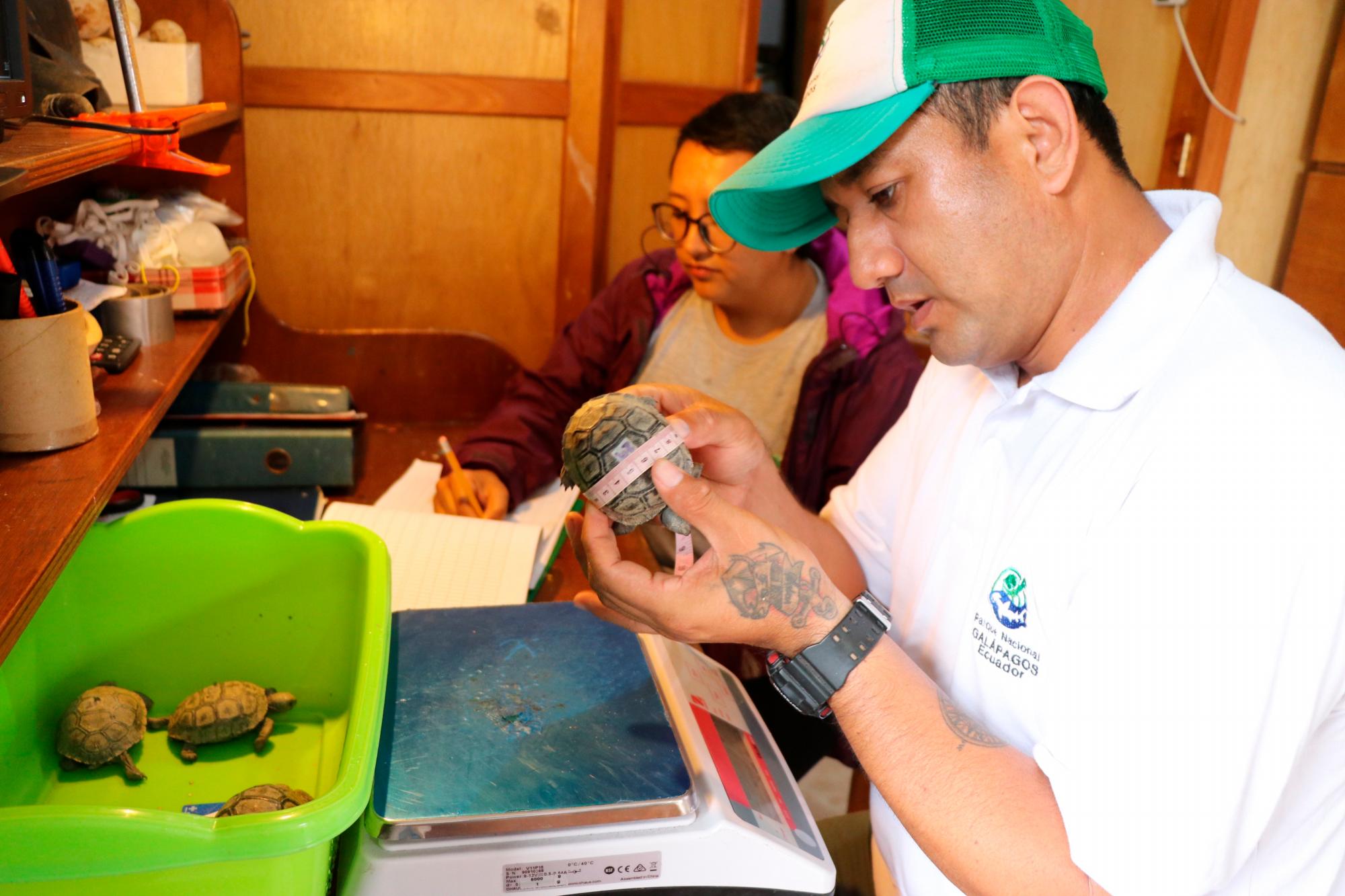 Fotografía del 9 de enero de 2020, cedida por el Parque Nacional Galápagos, que muestra a técnicos de la Dirección del Parque mientras miden y pesan a las tortugas bebés que eclosionaron este año, en la Isla Santa Cruz, Archipiélago Galápagos (Ecuador). 