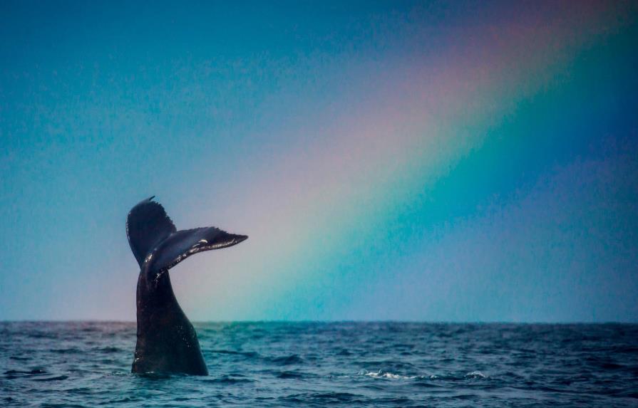 Las ballenas jorobadas volverán a su santuario dominicano
