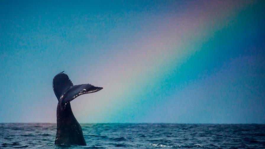 Las ballenas jorobadas volverán a su santuario dominicano Las ballenas jorobadas volverán a su santuario dominicano