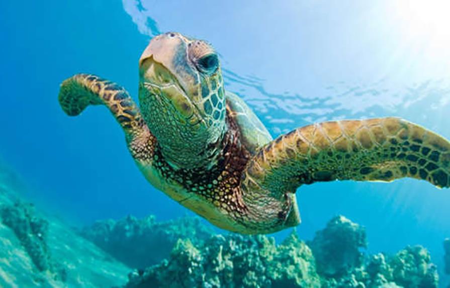 El calentamiento global amenaza el nacimiento tortugas verdes machos